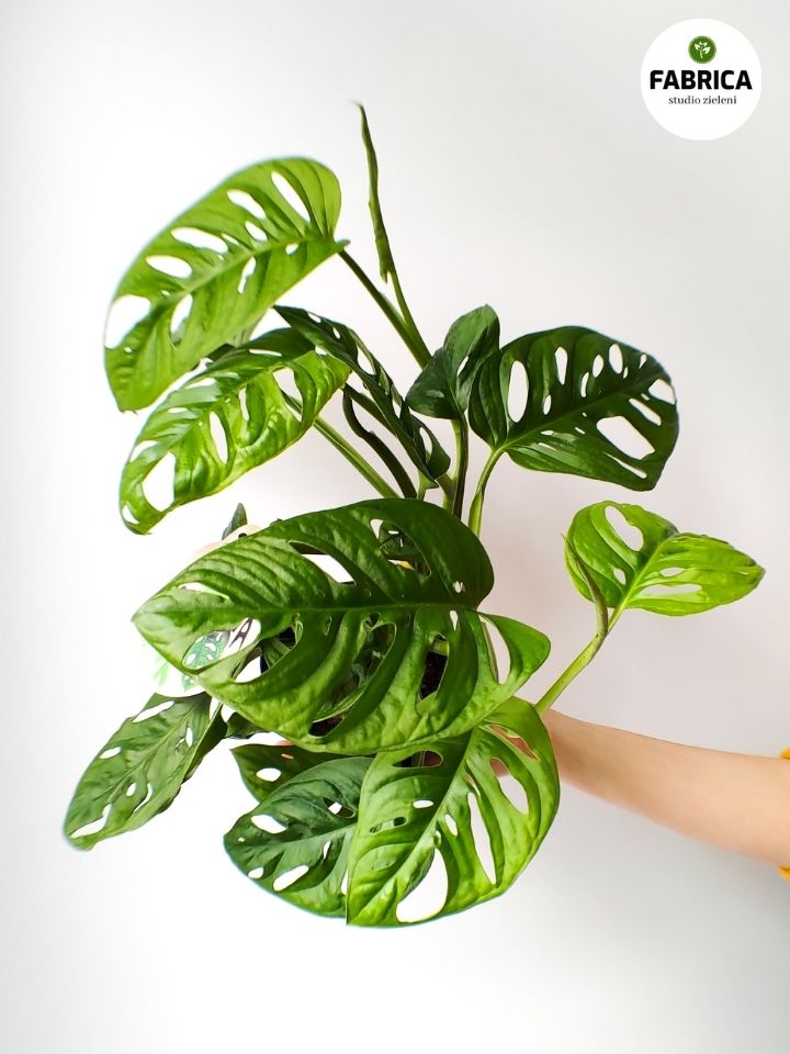 monstera (2) monstera (2)