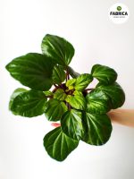 peperomia (4)