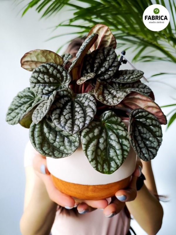 peperomia burbella (3)