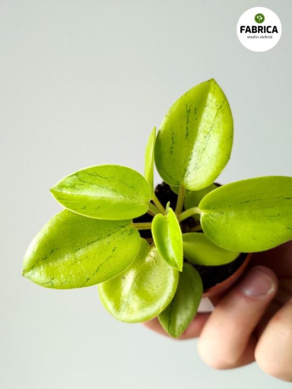 peperomia pixie arendal (3)