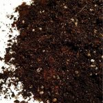 Podłoże do Begonia