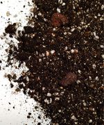 Podłoże do cytrusów, kawowców, oliwki, mango, awokado