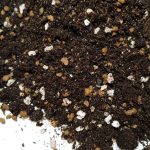 Podłoże do sukulentów, zamioculcas / zamiokulkas