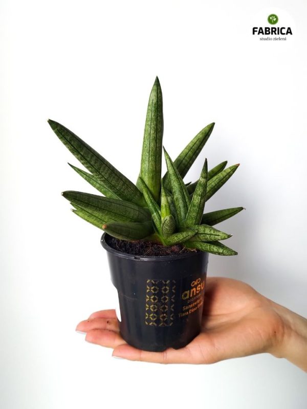 sansevieria (7)