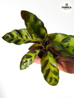 Calathea Lancifolia / Kalatea - obrazek 10