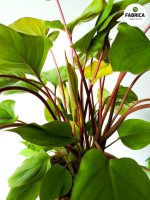 Homalomena rubescens 'Maggy' - obrazek 2