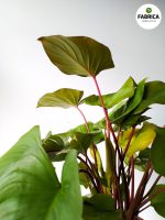 Homalomena rubescens 'Maggy' - obrazek 3