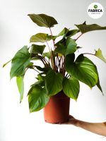 Homalomena rubescens 'Maggy' - obrazek 4