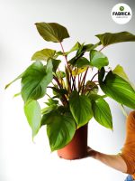 Homalomena rubescens 'Maggy' - obrazek 6