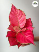 aglaonema china red