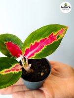 aglaonema cochin red (2)