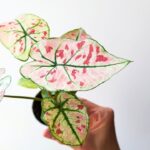 Caladium / Kaladium Kelly S