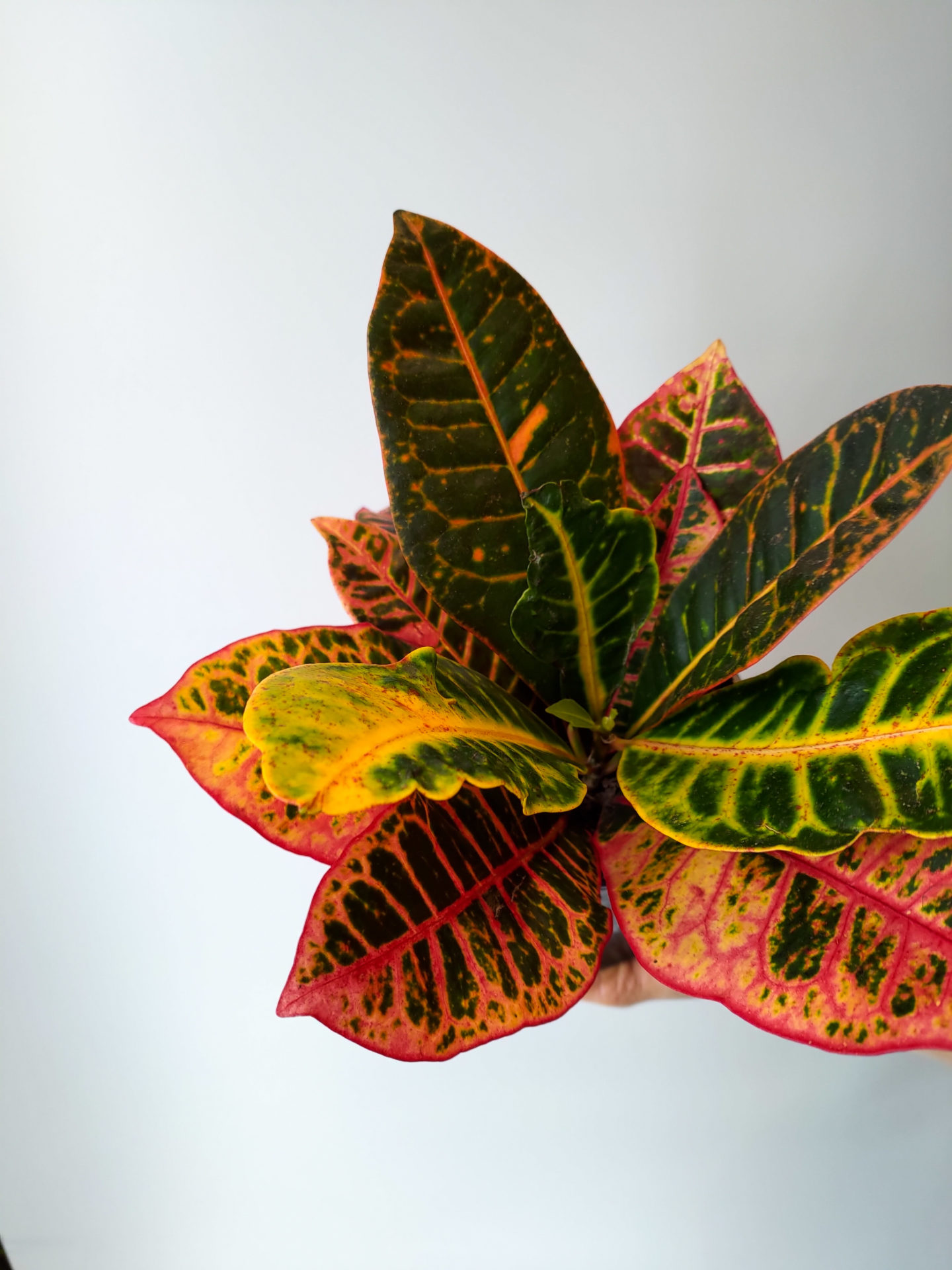 19+ Codiaeum Var Petra Codiaeum var. Petra kroton - rośliny doniczkowe do domu