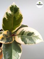 ficus tineke (3)