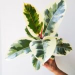 Ficus Tineke / Fikus