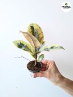 Ficus Shivereana / Fikus - pięknie wybarwiony - obrazek 8