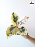 Ficus Shivereana / Fikus - pięknie wybarwiony - obrazek 4