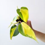 Filodendron / Philodendron Scandens Brasil S