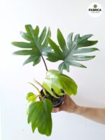 Philodendron / Filodendron Mayoi - obrazek 8