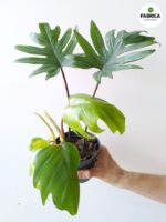 Philodendron / Filodendron Mayoi - obrazek 9