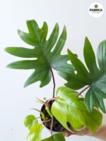 Philodendron / Filodendron Mayoi - obrazek 2