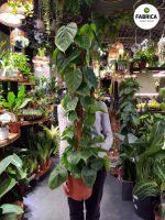 philodendron scandens (4)