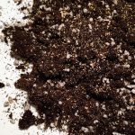 Podłoże do fiołków afrykańskich / Saintpaulia