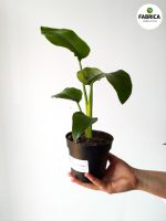 Kopia zdjecie produktu - 2021-03-06T110914.552