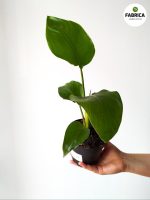 Strelitzia Nicolai M - obrazek 3