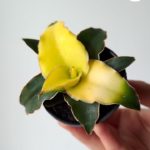 Sansevieria / Sansewieria STAR CANARY kanarkowa