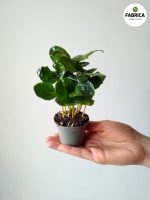 Coffea Arabica S / Kawa