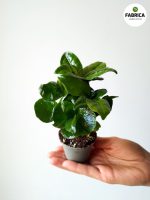 Coffea Arabica S / Kawa - obrazek 3