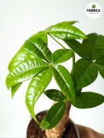 Pachira Aquatica M - obrazek 3