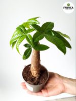 Pachira Aquatica M - obrazek 4