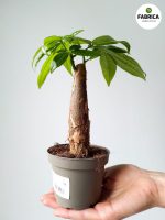 Pachira Aquatica M - obrazek 5