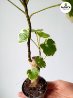 Polyscias balfouriana - obrazek 6