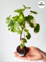 Polyscias balfouriana - obrazek 7