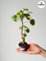 Polyscias balfouriana - obrazek 8
