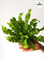 asplenium crispy (2)