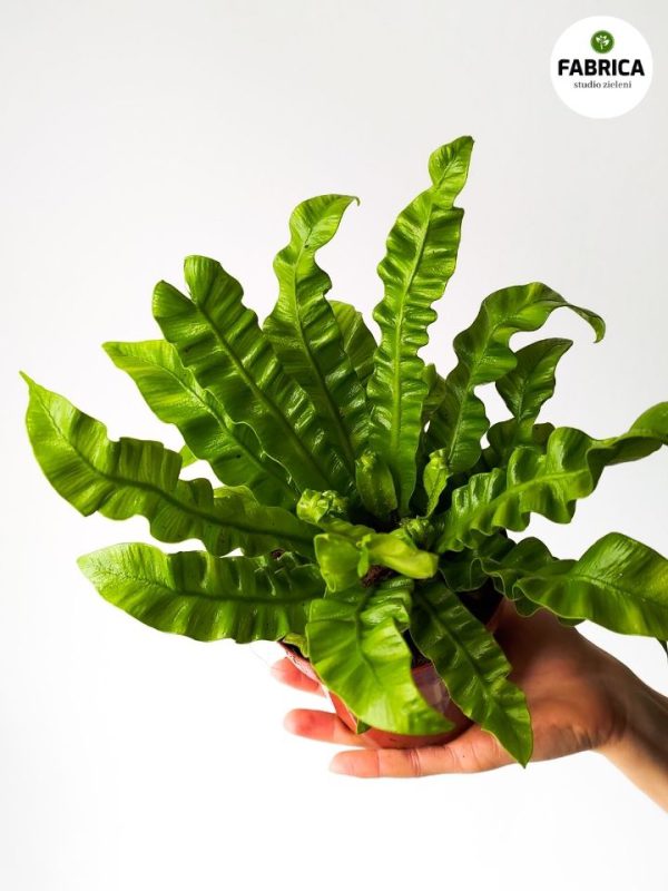 asplenium crispy (2)