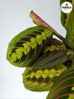 Maranta 'Fascinator Tricolor' M