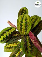 Maranta 'Fascinator Tricolor' M - obrazek 4