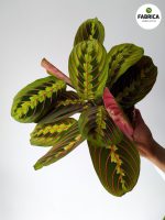 Maranta 'Fascinator Tricolor' M - obrazek 3