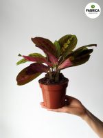 Maranta 'Fascinator Tricolor' M - obrazek 2