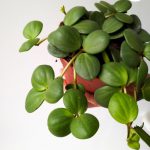 Peperomia tetraphylla 'Hope' S