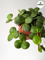 Peperomia tetraphylla 'Hope' S
