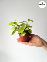 Peperomia Pixie Lime 8,5 - obrazek 11