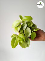 Peperomia Pixie Lime 8,5 - obrazek 10