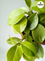 Peperomia Pixie Lime 8,5 - obrazek 9