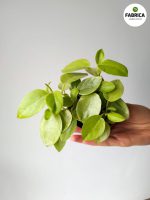 Peperomia Pixie Lime 8,5 - obrazek 5